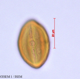 Billia columbiana - lame n° 29244
